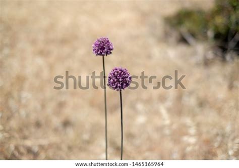 Wild Purple Desert Flowers On Field Stock Photo Edit Now 1465165964