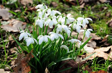 Snowdrops Spring Beautiful Views Wallpapers 2048x1334