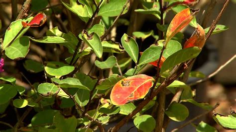 3 Causes Crepe Myrtle Leaves Turning Red Read A Topic Today