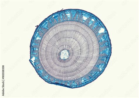 Tilia Basswood Older Woody Stem Microscopic Cross Section Cut Of A