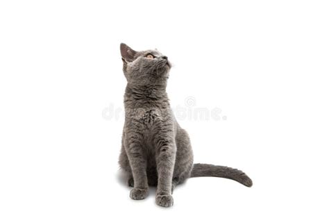 British Shorthair Grey Cat Isolated Stock Image Image Of Face Pretty