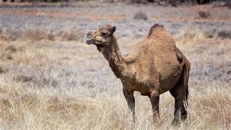 When we drove by and i saw this all i could think about is how what i read was my views on animal activists. Brain Flushings: Woman bites camel's junk at petting zoo