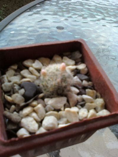 Todo el año, mediante semillero. Semillas de cactus: cómo reconocerlas y cómo recolectarlas ...