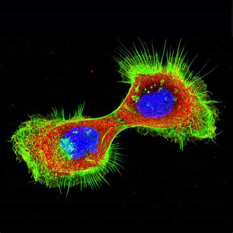 Mammalian Cells Department Of Molecular Life Sciences Uzh