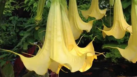 American trees though a bit out of date now. Amazing, exotic Tropical Flowering tree Angel Trumpet ...