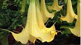Beautiful flowering trees and sweet perfumed tropical plants provide plenty of inspiration. Amazing, exotic Tropical Flowering tree Angel Trumpet ...