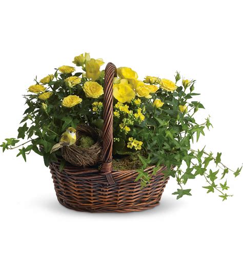 Same day delivery, low price guarantee.send flowers, baskets, funeral flowers a city of natural beauty and bestowed with true wonder belongs to sanger in the us state of california sanger holds various modern commercial. Yellow Trio Basket - T94-1A in Newport Beach, CA | Newport ...