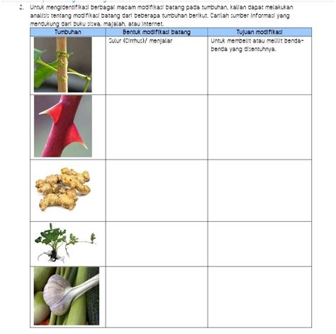 Modifikasi Batang Pada Tumbuhan Modifikasi