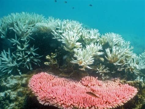 Us Drops Unarmed Bombs On Great Barrier Reef