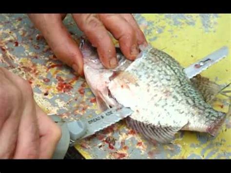 Round fish include fish such as mackerel, sea bass, sea bream, haddock, mullet, pollack, snapper and john dory. Nash cleaning A mess of Crappies with a electric fillet ...
