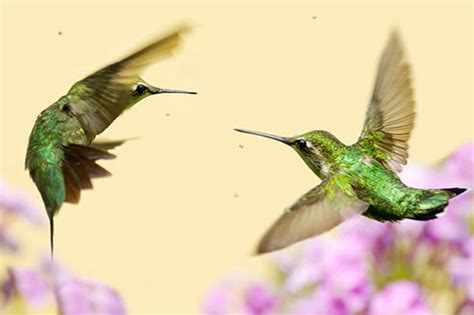 It grows to about 3' in height, and its distinctive red and yellow flowers can bloom from february to july depending on latitude. Ruby Throated Hummingbird Info, Facts, Photos, and Artwork