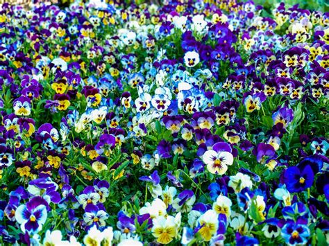 Undangan pernikahan flower borders and frames template, undangan pernikahan, bunga aneka warna, lukisan cat air, merangkai bunga png. Gambar : taman, alam, menanam, Bunga, hijau, warna-warni ...