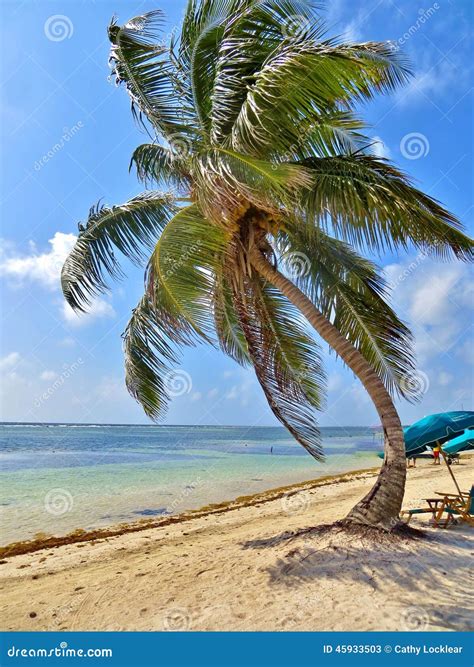Palm tree on the beach stock image. Image of sand, trunk - 45933503