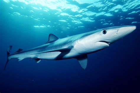 Shark Decline Reates To Shark Fin Soup Human World Earthsky