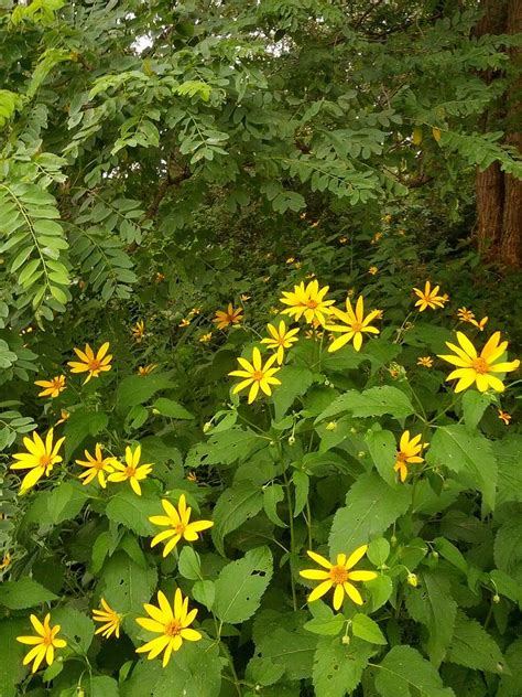 The river head was a sight to see and i was just in awe of how powerful and beautiful the water is coming out of the rocks. Forest Flowers... Photograph by Billy Lane