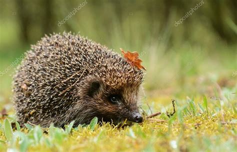 Young Hedgehog In Forest — Stock Photo © Kwasny222 110266814