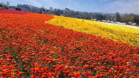 The flower fields in carlsbad have a reputation that proceeds them: Your chance to see Southern California's epic wildflower ...