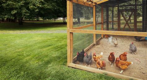 Salmonella Outbreak Linked To Backyard Poultry Edhat