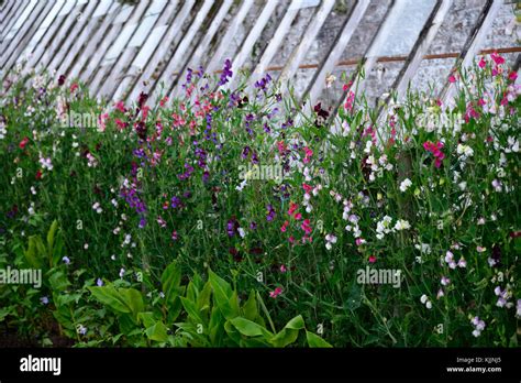 Lathyrus Sweet Peassweet Pea Trellis Fence Grow Growing Up Plant
