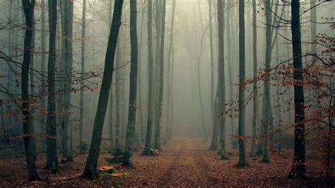 Foggy Forest Hd Wallpapers Free Download