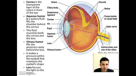 Anatomy Of The Eye And Functions
