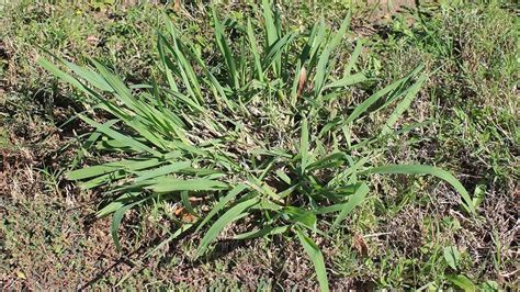 How To Get Rid Of Dallisgrass Higher Ground Lawn Care And Lighting