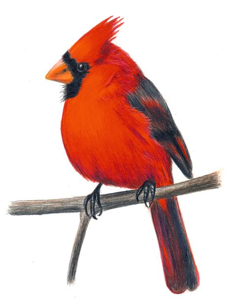 Red Cardinal Bird Clip Art Free Download On Clipartmag