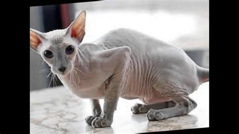 The sphynx cat is a breed of cat known for its lack of coat (fur). The Cat with No Fur - YouTube