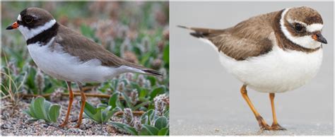 20 Types Of Shorebirds In The United States Id Guide Bird Watching Hq