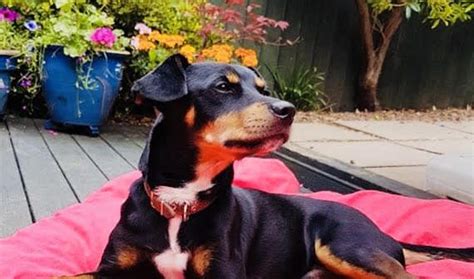 Seb 18 Month Old Male Miniature Pinscher Cross Dog For Adoption