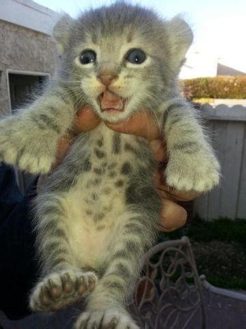 She has a 2 year genetic guarantee first shots and several wormings as well as a health certificate from a vet. HIGHLAND LYNX KITTENS FOR SALE for Sale in Dana Point ...