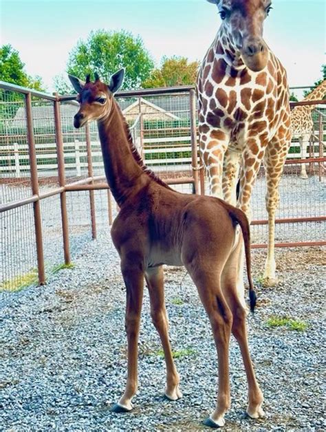 A ‘one Of A Kind Giraffe Without Spots Born In July Needs A Name And