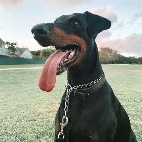 14 Cool Facts You Didnt Know About The Doberman Page 2 Of 3 Petpress