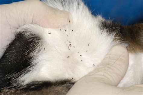 Fleas Ticks And Heartworm Concord Animal Hospital