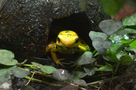 Golden Poison Frog Facts For Kids And Adults Pictures