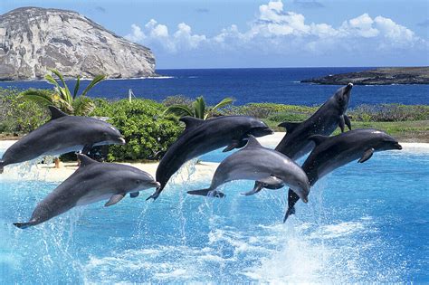 Dolphin Show Sea Life Park Oahu License Image 70205993 Image