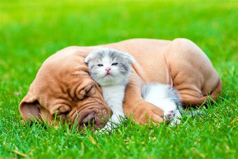Download Puppy Baby Animal Love Friend Cute Kitten Dog Animal Cat And Dog