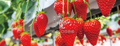 [seasonal limited] miaoli dahu｜strawberry picking dahu winery floral farm chocolate yunzhuang