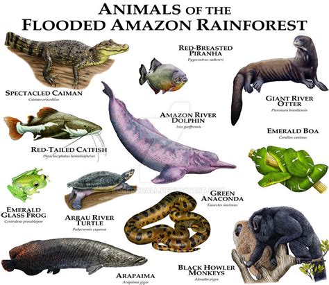 Animals Of The Amazon Flooded Rainforest Rainforest Animals Amazon