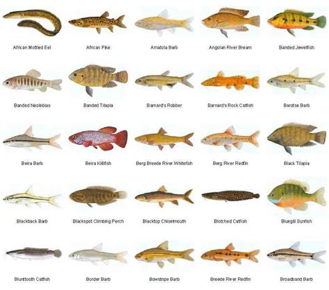 Freshwater Fish Species for Aquariums | Freshwater fish ...