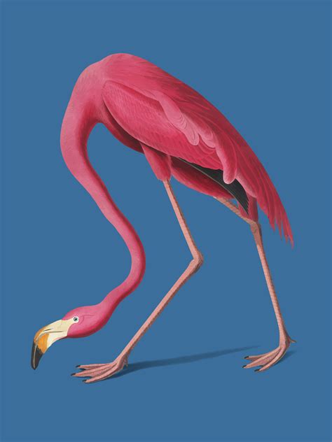 Pink Flamingo Illustration Download Free Vectors Clipart Graphics