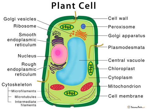 Plant Cell Structure Parts Functions Types And Diagram