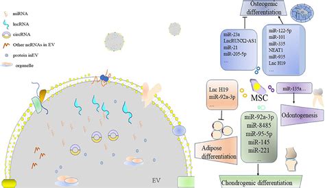 Frontiers Noncoding RNA In Extracellular Vesicles Regulate