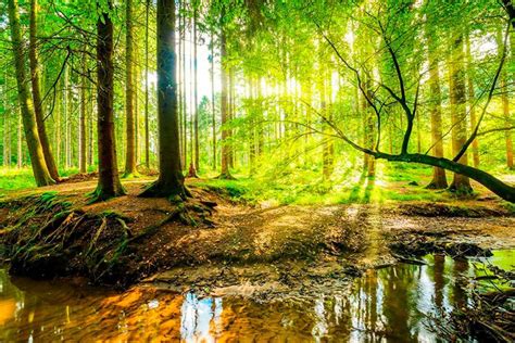 Bosque De La Primavera Guadalajara México Todo Lo Que Debes Saber