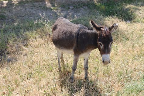 Hd Wallpapers Fine Donkey Animal Hd Images Free Download 1080p