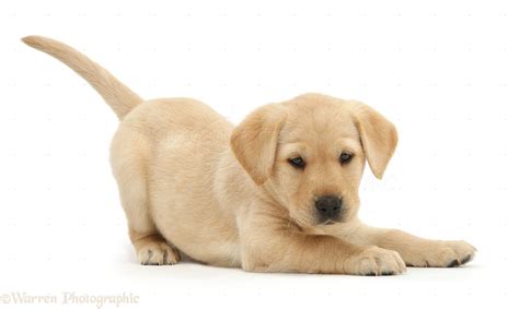 First time puppy parents will also. Having a Puppy Doesn't Make People More Happy, Research ...
