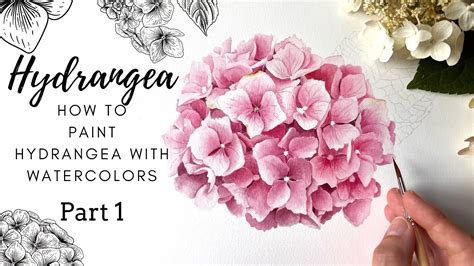How To Paint Hydrangea With Watercolors Part 1 Realistic Hydrangea