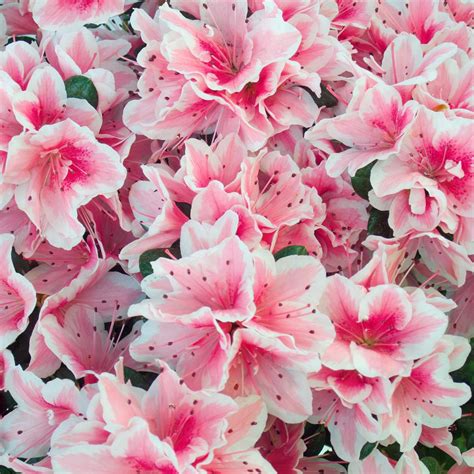 All parts of the vine are poisonous if ingested. National Plant Network 2.25 Gal. Azalea Conversation Piece ...