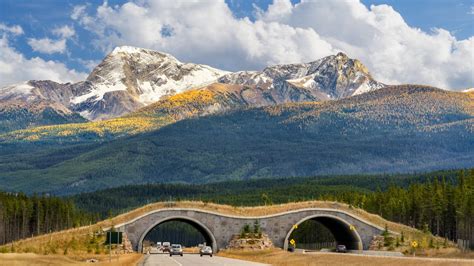 The 7 Coolest Wildlife Crossings Around The World To Help Animals