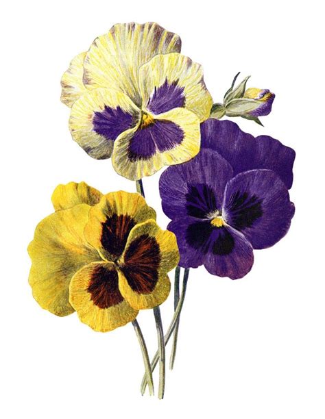 Pansy Clip Art F Edward Hulme Vintage Flower Illus Yellow Purple
